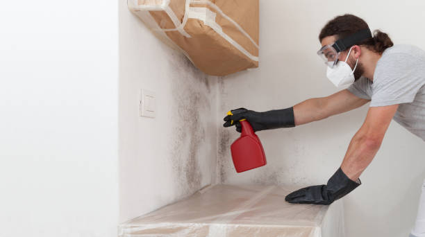 Basement Mold Remediation treatment on basement walls in Lake Worth